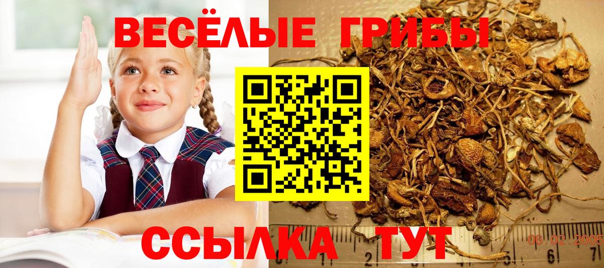 Псилоцибиновые грибы Psilocybe Севастополь