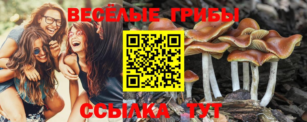 что такое   Галлюциногенные грибы Cubensis  Вход с VPN  Севастополь 